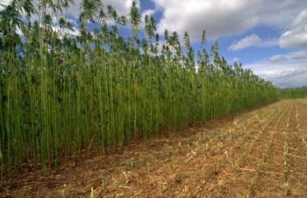 L'avenir de l'utilisation des bioressources dans la construction en question