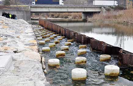 ASF favorise les poissons