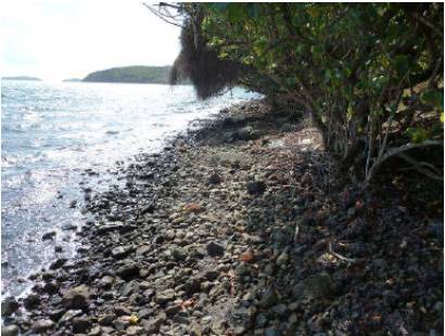 Ginger participe à la création d’une plage en Martinique