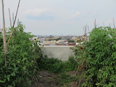 New York : une  ferme urbaine  à Harlem