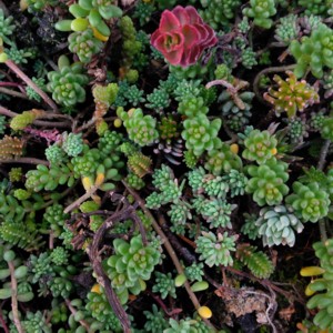 Texyloop Toitures Végétalisées coup de cœur à Innov’R