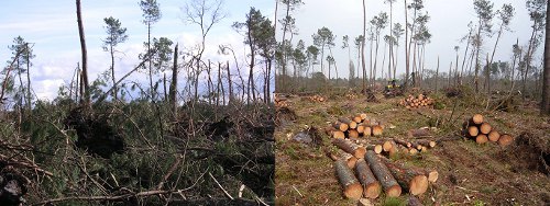 Mobilisation des entrepreneurs forestiers après la tempête Klaus