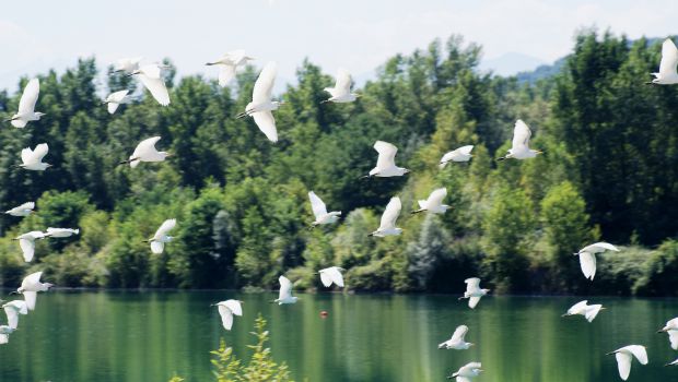 Fin de carrière et seconde vie 