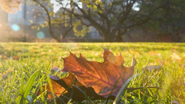 Développement durable : quels sont les pays les plus  verts  ?
