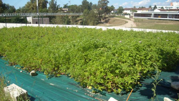 Valgo : les plantes contre les métaux 