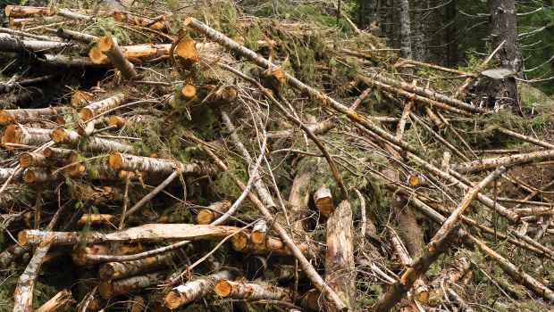 Au Royaume-Uni, Alstom équipe la centrale biomasse de Tilbury