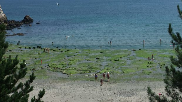 En Bretagne, les algues vertes sur la sellette