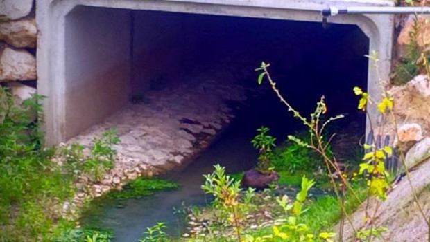 À Montauban, Eurovia transforme le boulevard urbain ouest