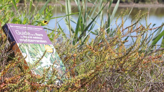 L’ONF sort un guide sur la flore du littoral sableux méditerranéen
