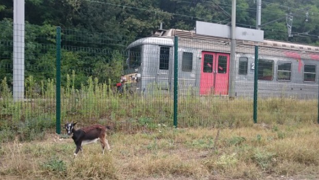 Des chèvres à la SNCF ?