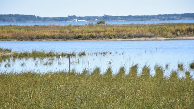 Volvo excavator to bring Poplar Islands back to life
