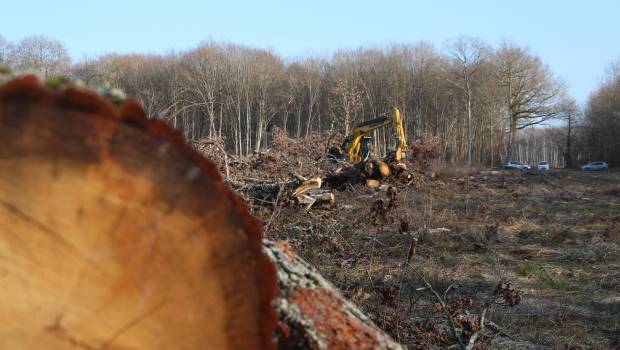 Forêt : nouvelle convention Irstea / ONF