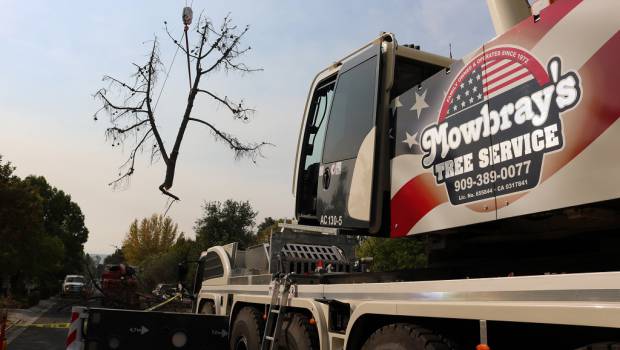 En Californie, les arbres ont fini de faire les morts