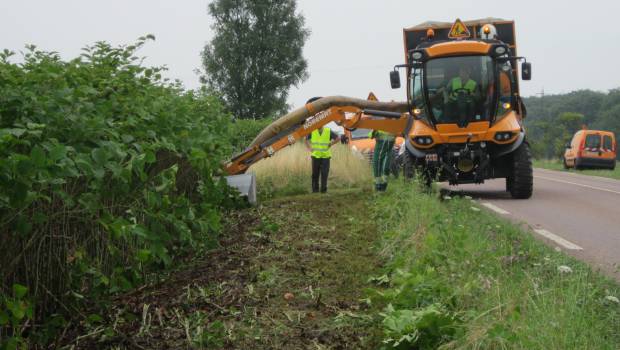 Plantes invasives : comment faire reculer la renouée ?