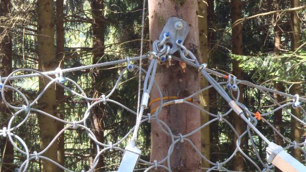 Quand les sapins servent d’ancrage