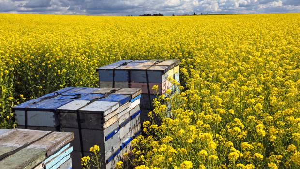 Biodiversité : quand l'IoT surveille le comportement des abeilles