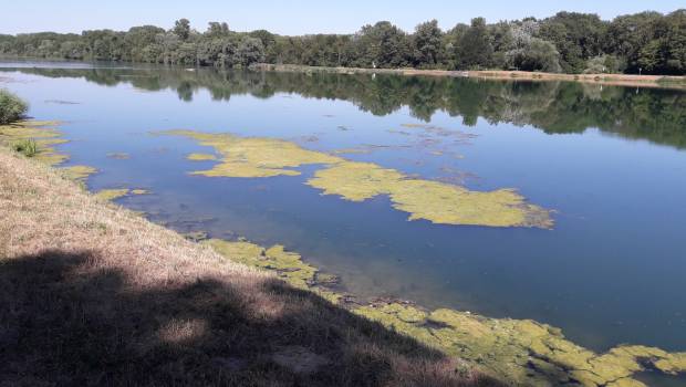 Un projet de renaturation à la frontière franco-allemande