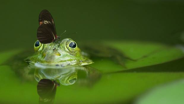 Le Sedif lance « Bi’eau diversité »  