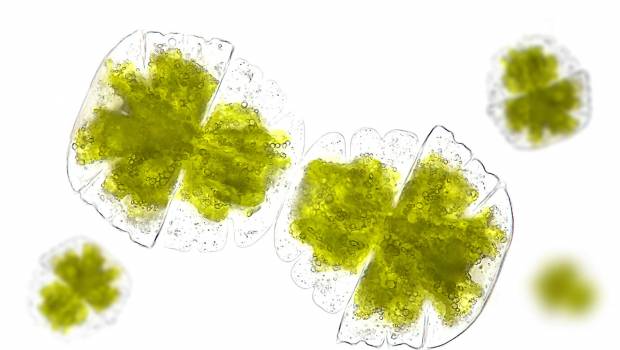 CarbonWorks lève 11 M€ pour une nouvelle étape vers la capture industrielle de CO2 par microalgues
