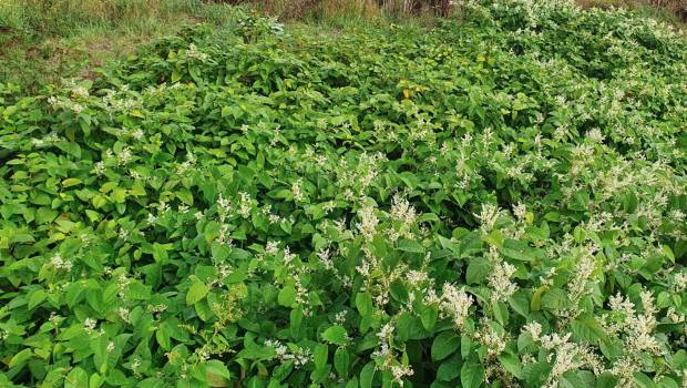 ECT : une offre face aux espèces végétales envahissantes