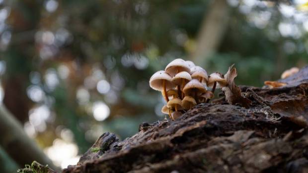 Dépollution des sols : Et si le vivant devenait notre meilleur allié ?