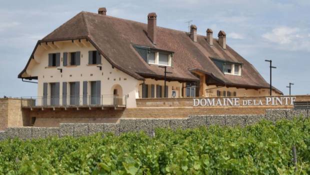 [Grand format] Un amour de terre à terre 4/6 : L'iconique vin jaune du Domaine de la Pinte de Roger Martin