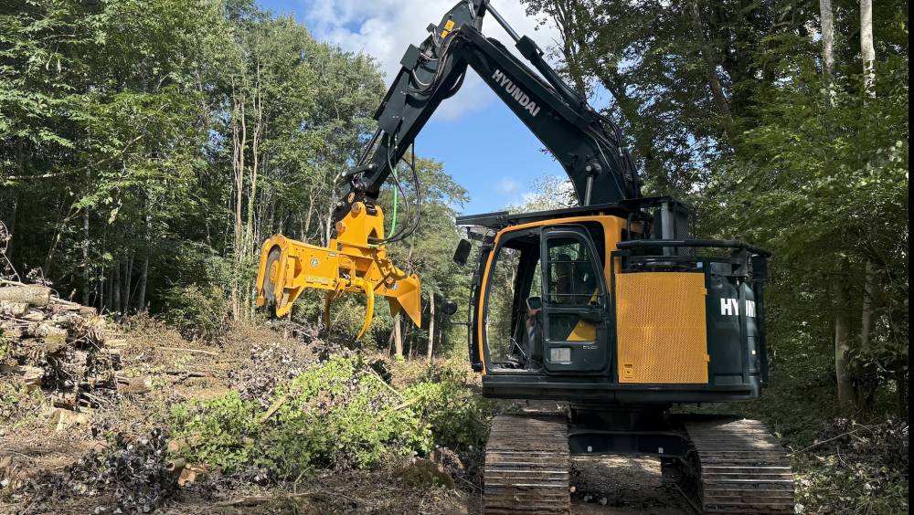Du compact en forêt pour se faufiler entre les branches