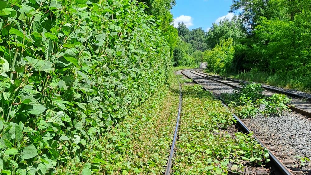 La renouée du Japon, le cauchemar des agents de SNCF Réseau