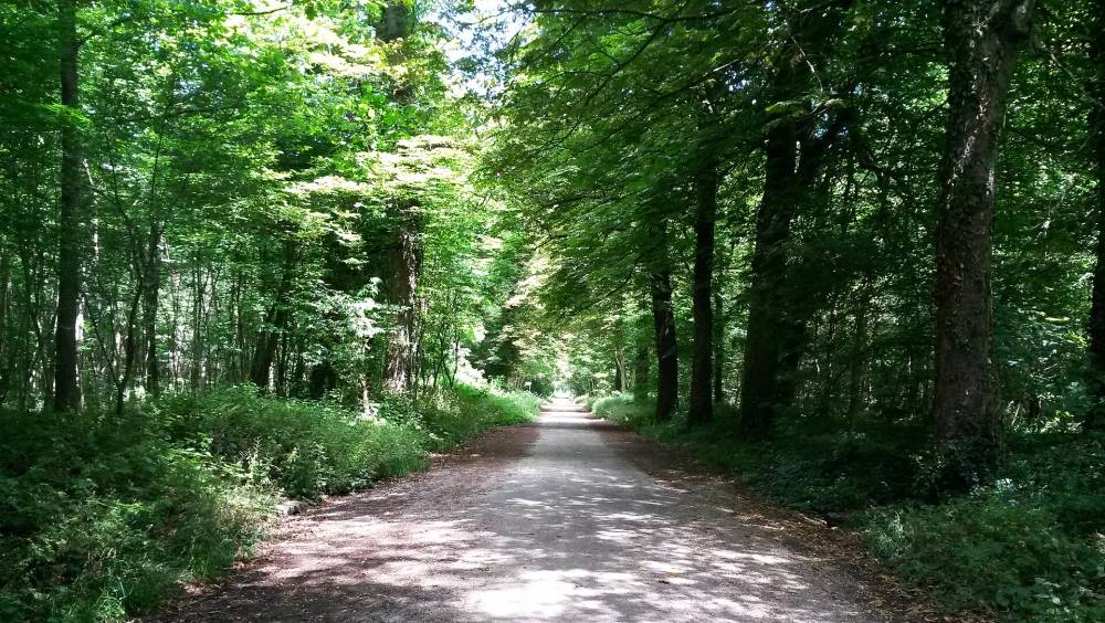 Faudra-t-il raser une partie du bois de Vincennes pour prolonger la ligne 1 du métro parisien ?